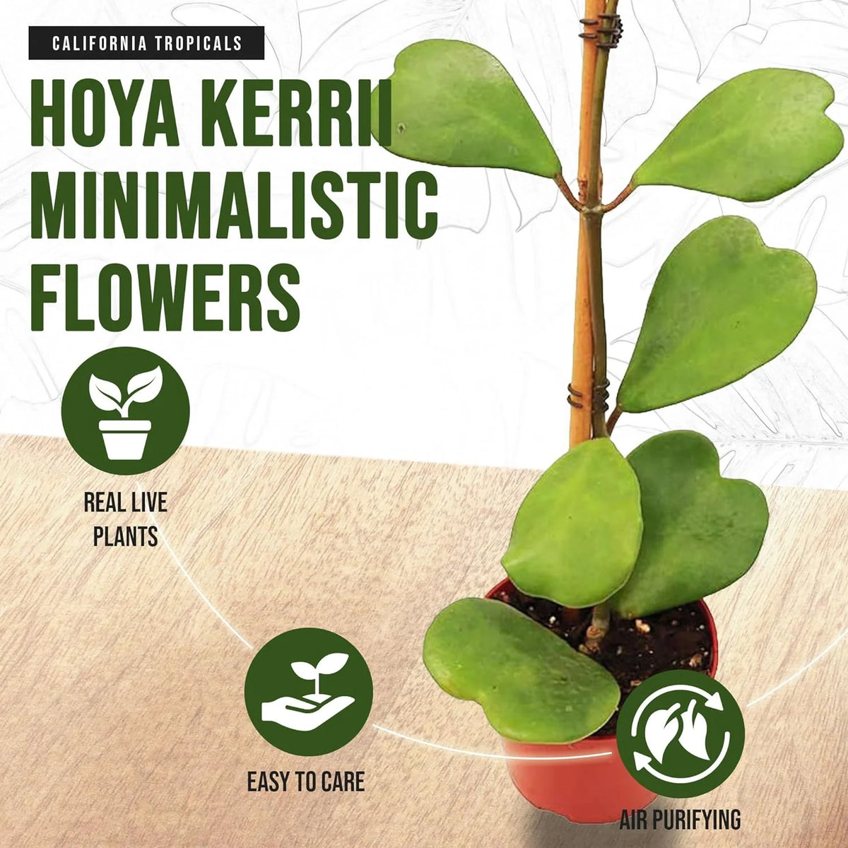 Hoya Kerrii Heart-Shaped Live Houseplant R401526