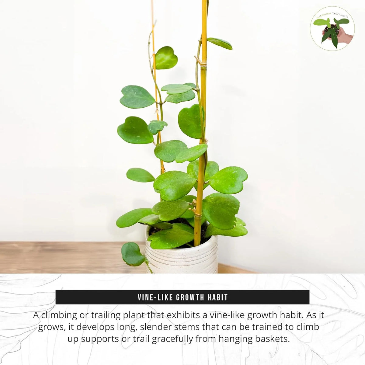 Hoya Kerrii Heart-Shaped Live Houseplant R401526