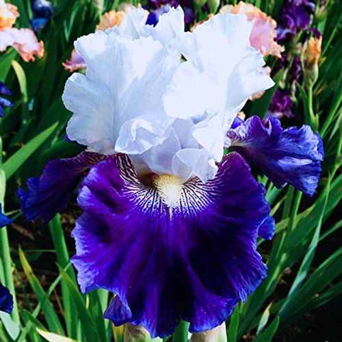 Bearded Iris Bulbs T275324